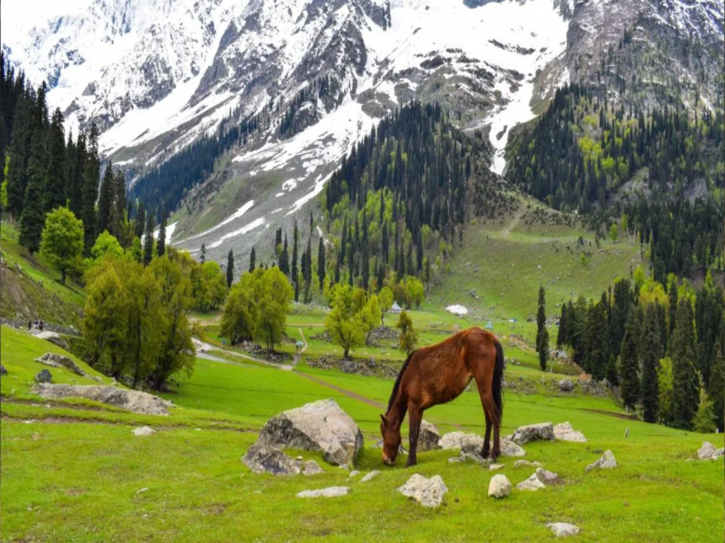kashmir road expedition (1)
