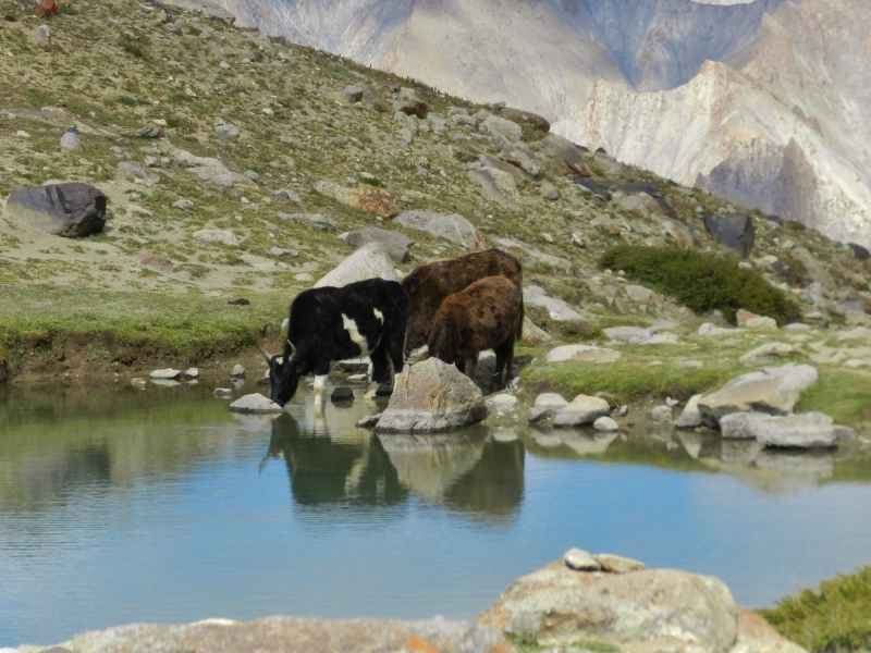 markha valley & stok kangri alpine expeditions