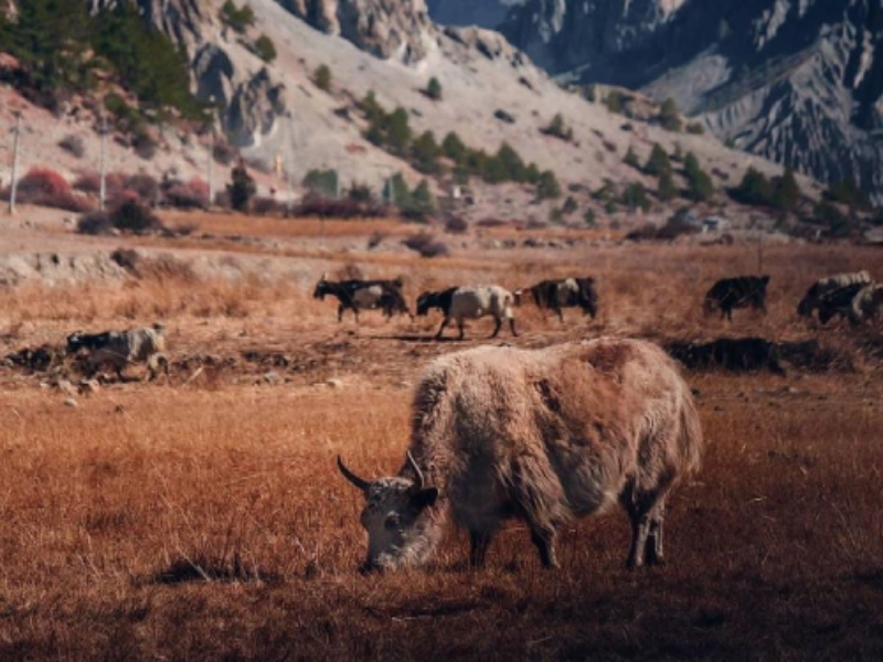 mustang valley road expedition aline expeditions (1)