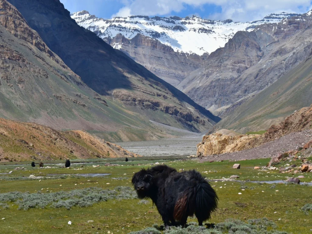 spiti valley spiritual retreat